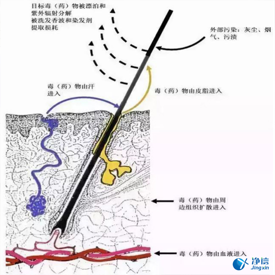 毛發(fā)毒品檢測儀檢測腿毛竟可以測出吸毒?做了全身脫毛也可以？